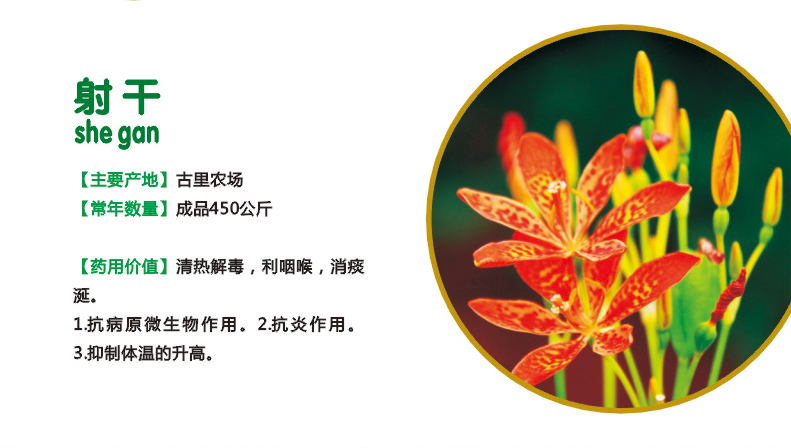 29.射干.jpg