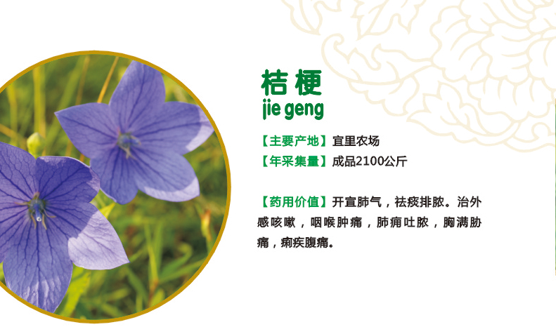 24.桔梗.jpg