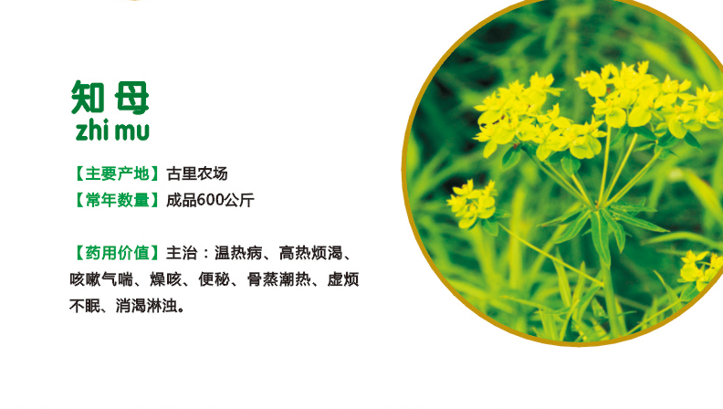 19.知母.jpg