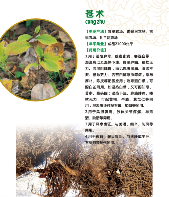 17.苍术.jpg