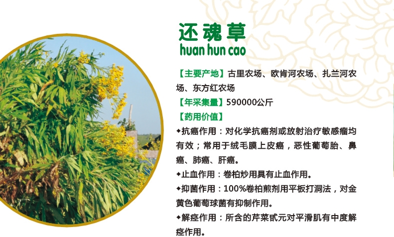 12.还魂草.jpg