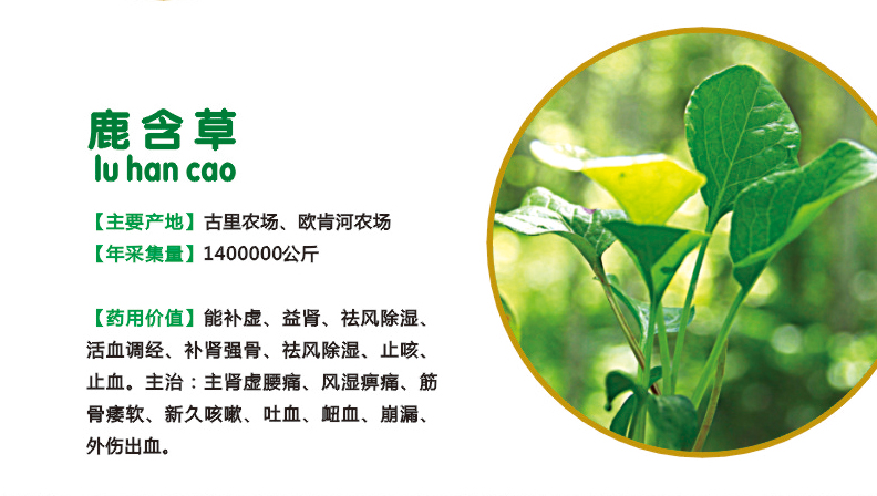11.鹿含草.jpg