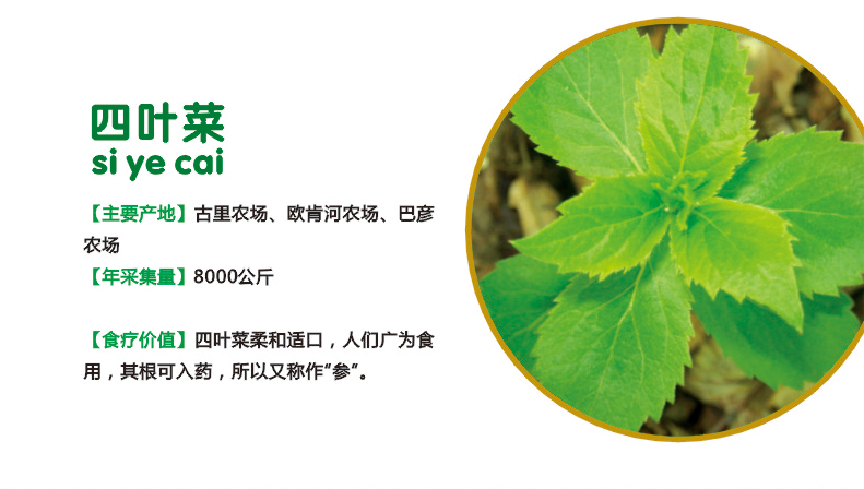 9.四叶菜.jpg
