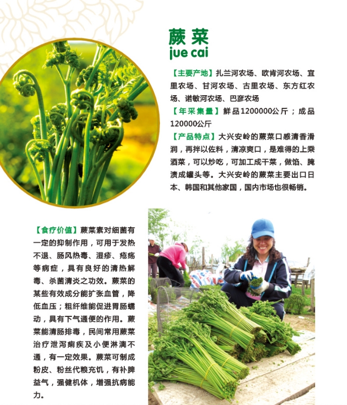 7.蕨菜.jpg