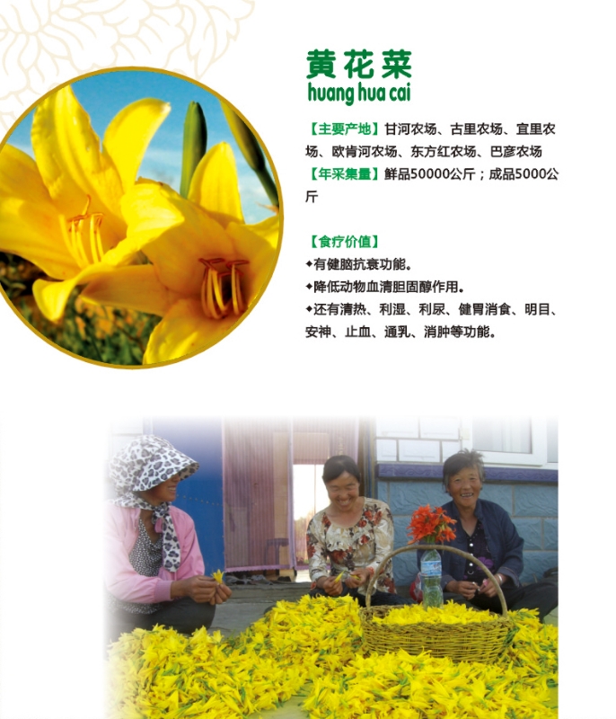 2.黄花菜.jpg