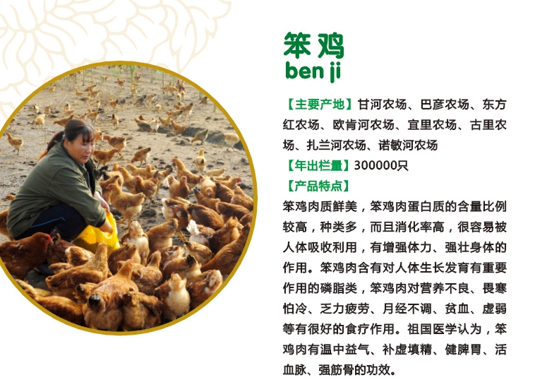 13.笨鸡.jpg