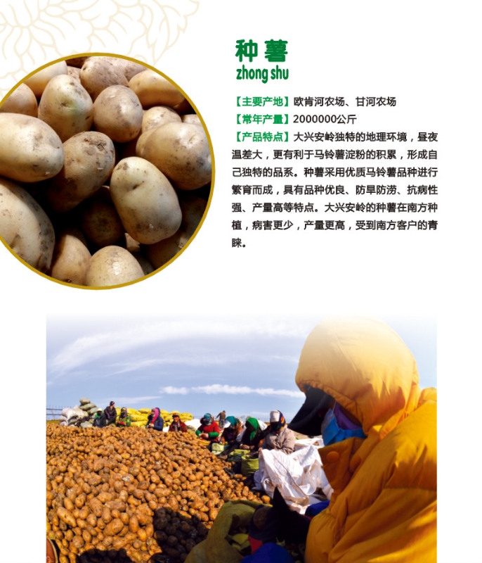 11.种薯.jpg